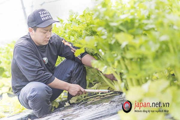 CẦN GẤP: 21 Nam đơn hàng thời vụ 8 tháng làm thu hoạch rau tại Nagano - PHÍ CỰC THẤP